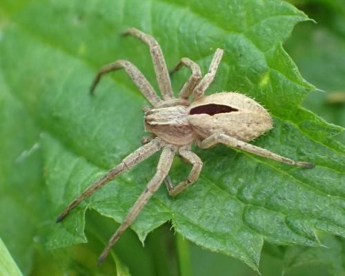 Réf. 242 610 : Thanatus sp.